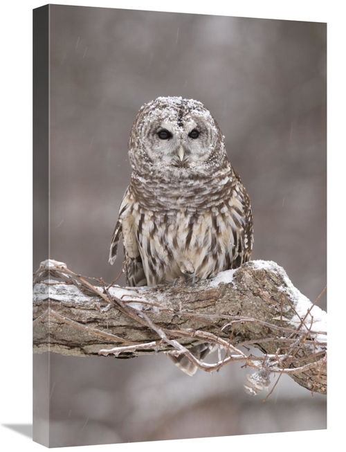 16 x 24 in. Barred Owl in Winter, Howell Nature Center, Michig