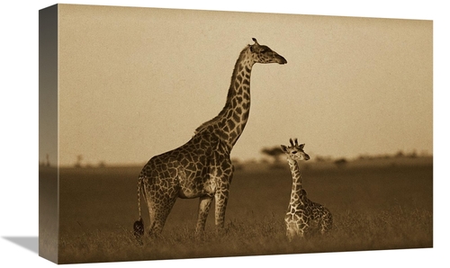 Global Gallery GCS-453688-1218-142 12 x 18 in. Giraffe Adult & Foal on