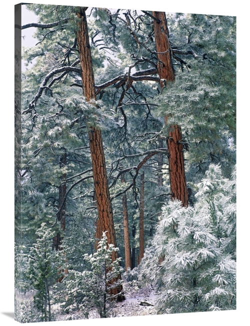 Global Gallery GCS-452162-40-142 40 in. Ponderosa Pine Forest After Fr