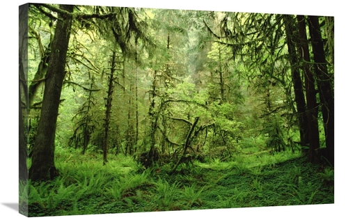 Global Gallery GCS-452925-2030-142 20 x 30 in. Rainforest, Hoh Riv