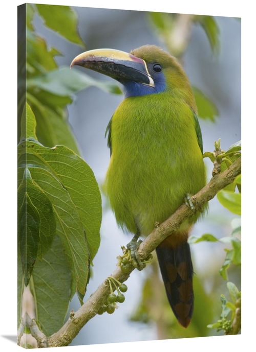 Global Gallery GCS-397265-2436-142 24 x 36 in. Emerald Toucanet, C