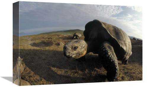 Global Gallery GCS-451387-1218-142 12 x 18 in. Galapagos Giant Tortois