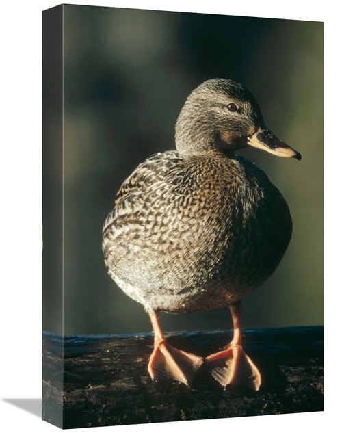 Global Gallery GCS-396096-1218-142 12 x 18 in. Mallard Female Portrait