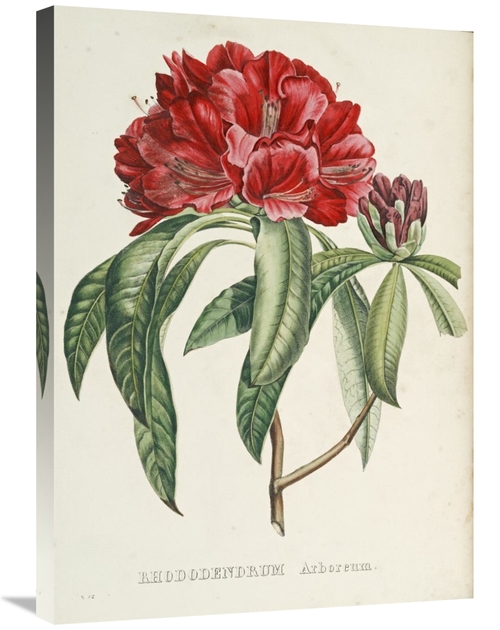 Global Gallery GCS-267099-30-142 30 in. Rhododendrum Arboreum Art Prin