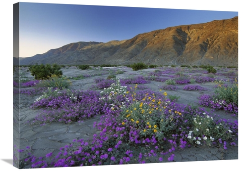 Global Gallery GCS-396950-2432-142 24 x 32 in. Sand Verbena & Desert S