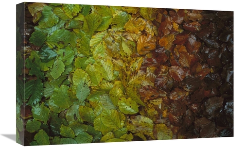 Global Gallery GCS-398571-1624-142 16 x 24 in. European Beech Leaves S