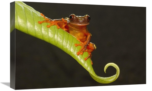 Global Gallery GCS-453186-1624-142 16 x 24 in. Shreves Sarayacu Treefr