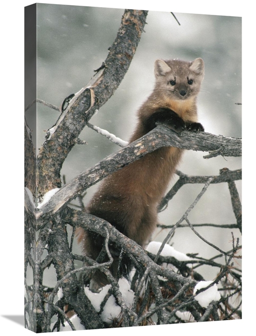 Global Gallery GCS-451875-1624-142 16 x 24 in. American Marten in Tree