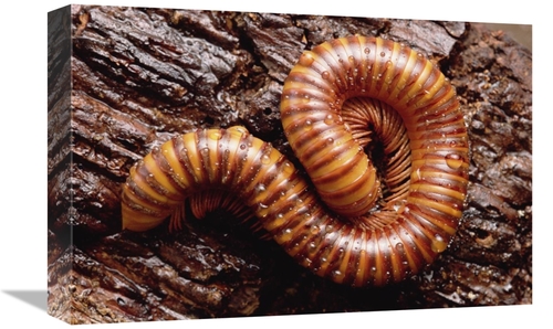 Global Gallery GCS-452934-1218-142 12 x 18 in. Giant Millipede, Tr