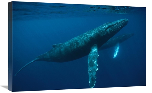Global Gallery GCS-450586-2030-142 20 x 30 in. Humpback Whale Mother &