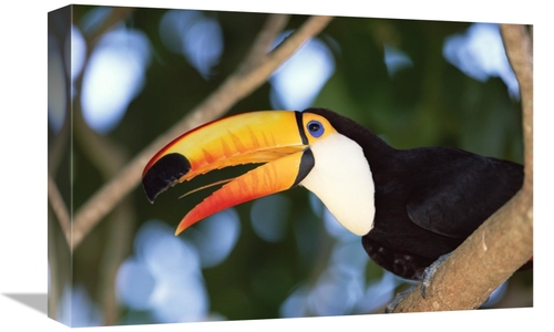 Global Gallery GCS-452529-1218-142 12 x 18 in. Toco Toucan Portrait&#4
