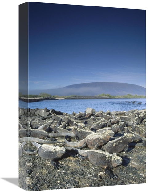 Global Gallery GCS-451041-1218-142 12 x 18 in. Marine Iguana Colony Ba