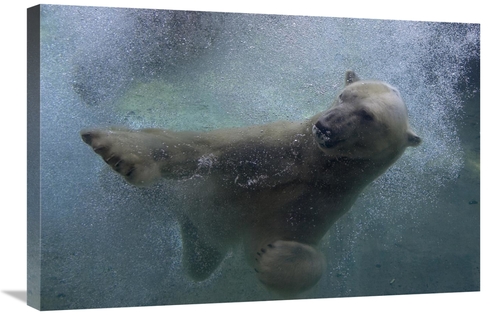 Global Gallery GCS-450888-2030-142 20 x 30 in. Polar Bear Swimming Und