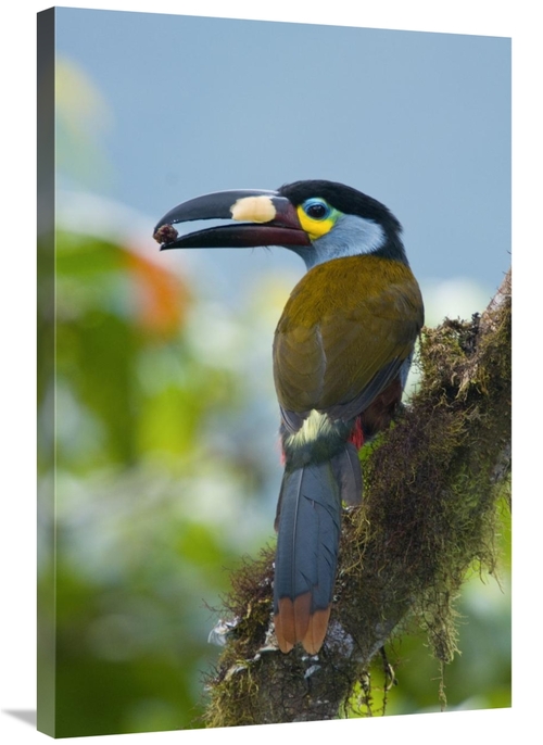 Global Gallery GCS-397363-2436-142 24 x 36 in. Plate-Billed Mountain-T