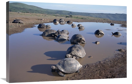 24 x 36 in. Volcan Alcedo Giant Tortoise Wallowing, Alcedo Volcano