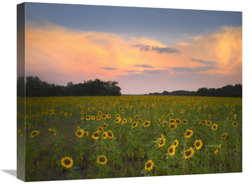 Global Gallery GCS-396849-2024-142 20 x 24 in. Common Sunflower Field 