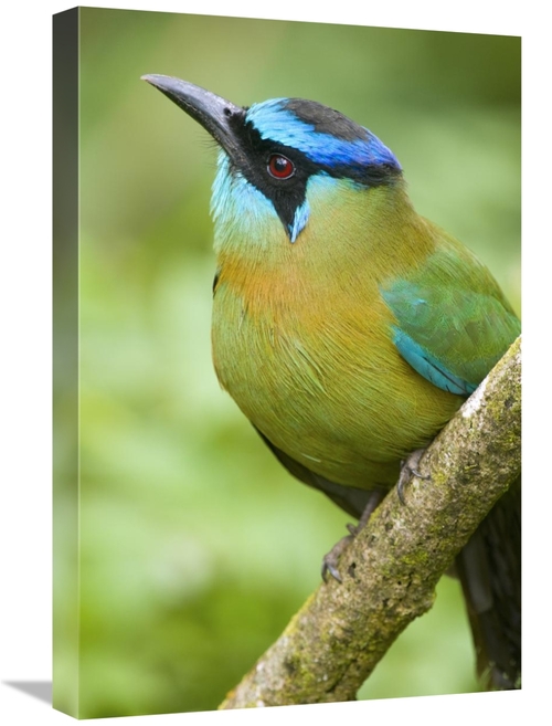 Global Gallery GCS-397275-1624-142 16 x 24 in. Blue-Crowned Motmot&#44