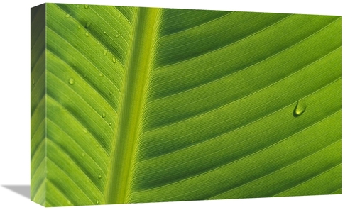 Global Gallery GCS-398090-1218-142 12 x 18 in. Banana Close Up of Leaf