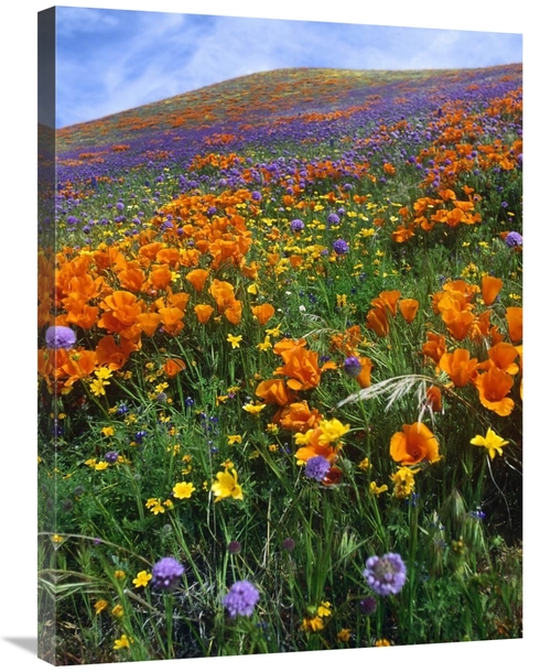 Global Gallery GCS-460934-2432-142 24 x 32 in. California Poppy & Othe