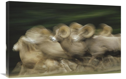 Global Gallery GCS-396664-2436-142 24 x 36 in. Bighorn Sheep Herd Runn