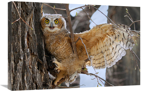 Global Gallery GCS-486566-30-142 30 in. Fledgling Owl Art Print - Vic 