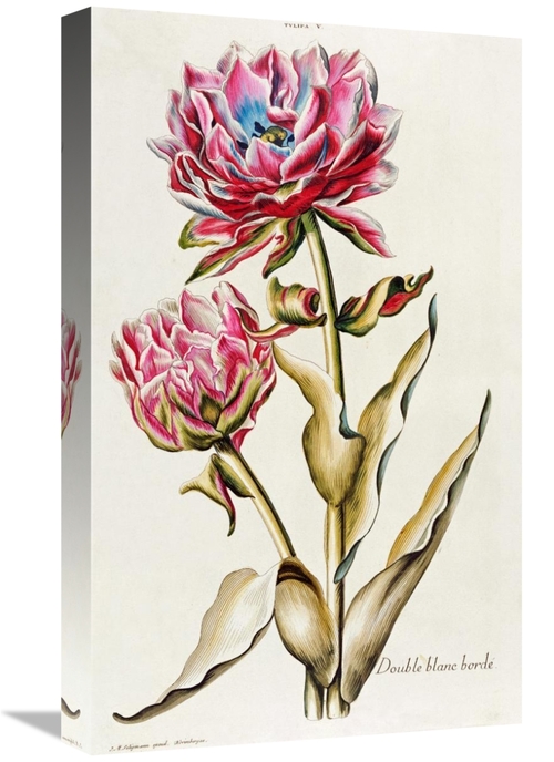 Global Gallery GCS-267421-22-142 22 in. A Double White Edged Tulip Art