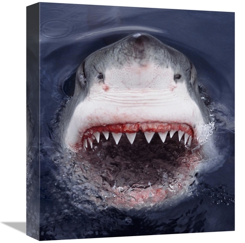 Global Gallery GCS-397965-16-142 16 in. Great White Shark At Surface&#