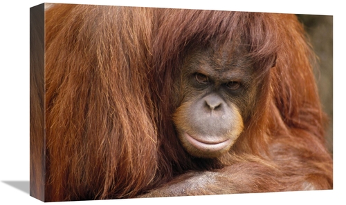 Global Gallery GCS-452944-1218-142 12 x 18 in. Orangutan Female Portra