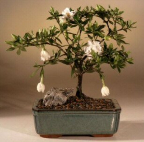 Flowering Gardenia Bonsai Tree - Medium (gardenia jasminoides)
