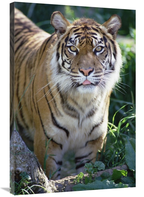 Global Gallery GCS-452756-2436-142 24 x 36 in. Bengal Tiger Portrait&#