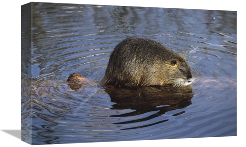 Global Gallery GCS-452489-1218-142 12 x 18 in. Nutria Standing on Log 