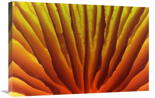 Global Gallery GCS-398298-2030-142 20 x 30 in. Porcelain Mushroom or P