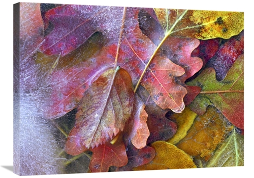 Global Gallery GCS-452226-2432-142 24 x 32 in. Frozen Autumn Leaves&#4