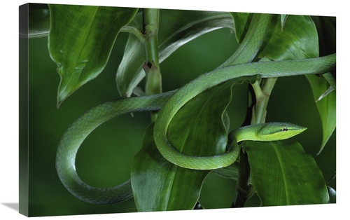 Global Gallery GCS-397239-2030-142 20 x 30 in. Green Vine Snake Camouf