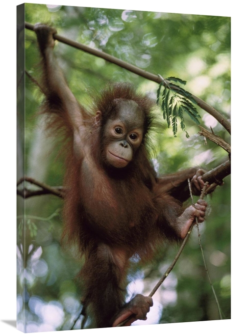 Global Gallery GCS-452310-2436-142 24 x 36 in. Orangutan Infant Hangin