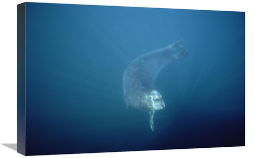 Global Gallery GCS-450929-1624-142 16 x 24 in. Bearded Seal Swimming U