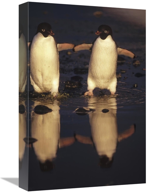 Global Gallery GCS-395585-1218-142 12 x 18 in. Adelie Penguins Crossin