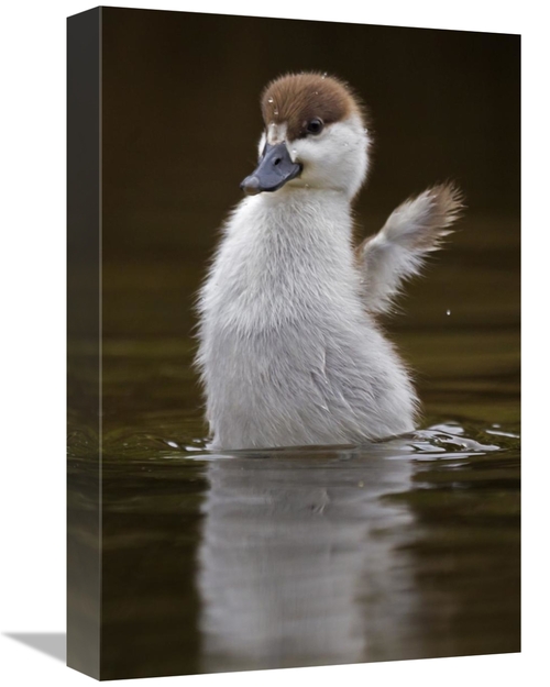 Global Gallery GCS-397490-1218-142 12 x 18 in. Paradise Shelduck Chick