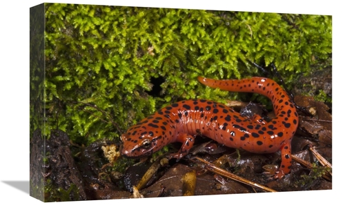 Global Gallery GCS-397912-1218-142 12 x 18 in. Red Salamander, Nat