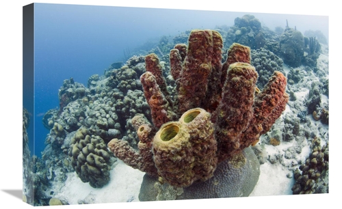 Global Gallery GCS-397914-1624-142 16 x 24 in. Brown Tube Sponge, 