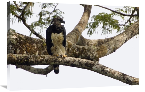 Global Gallery GCS-453202-2436-142 24 x 36 in. Harpy Eagle Adult Femal
