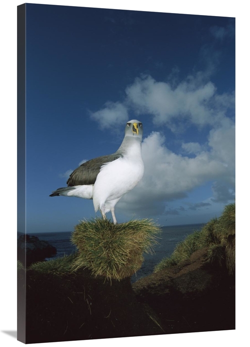 Global Gallery GCS-451668-2436-142 24 x 36 in. Bullers Albatross Breed