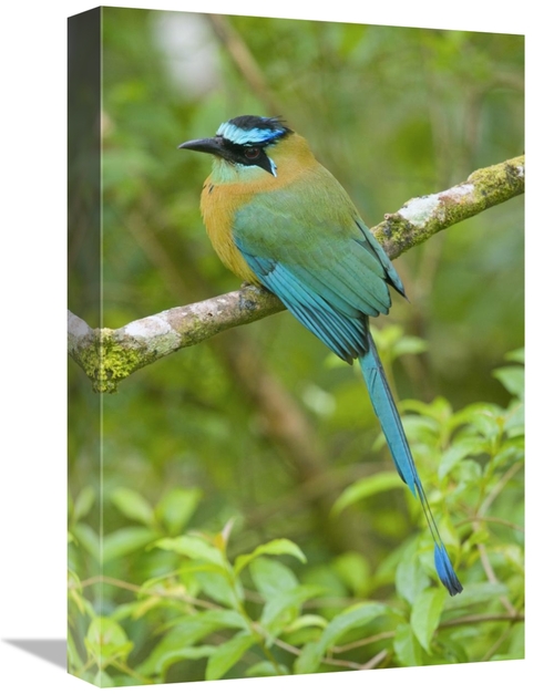 Global Gallery GCS-397276-1218-142 12 x 18 in. Blue-Crowned Motmot&#44