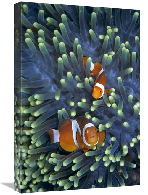 Global Gallery GCS-397707-1624-142 16 x 24 in. Clown Anemonefish Pair 