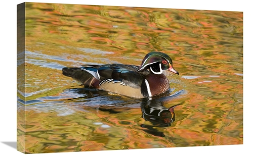 Global Gallery GCS-397399-1624-142 16 x 24 in. Wood Duck Male in Breed