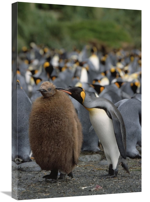 Global Gallery GCS-452451-2030-142 20 x 30 in. King Penguin Parent Gro