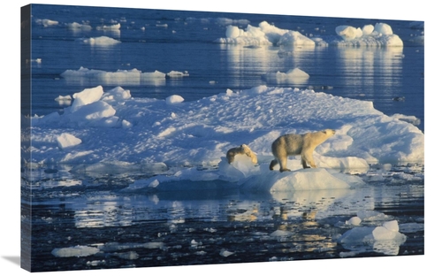 Global Gallery GCS-398248-2436-142 24 x 36 in. Polar Bear Adult & Cub 