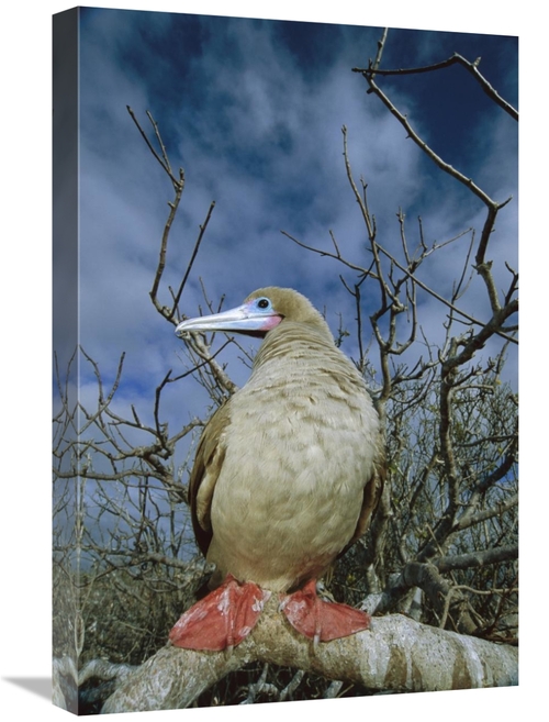 Global Gallery GCS-451772-1624-142 16 x 24 in. Red-Footed Booby in Pal