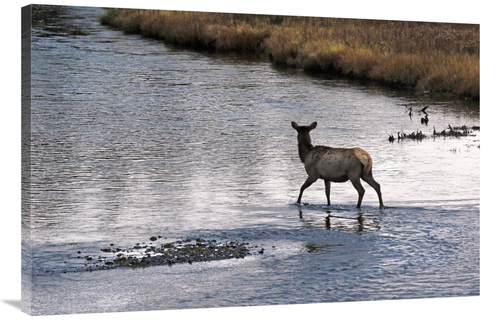 Global Gallery GCS-486520-40-142 40 in. Cow Elk Crossing Art Print - V