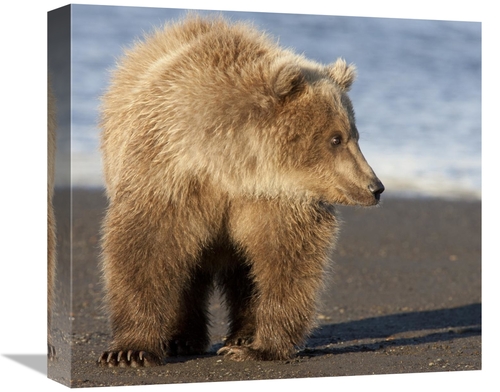 Global Gallery GCS-395420-16-142 16 in. Grizzly Bear Yearling, Kat